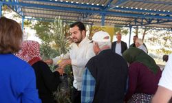 Alanya’daki yangın bölgesinde 3 bin 400 zeytin fidanı bahçe sahiplerine dağıtıldı