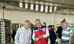 Hatay’da limon ihraç eden firmalar denetlendi