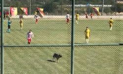 Isparta’da amatör maçta sahaya köpek girince oyun durdu