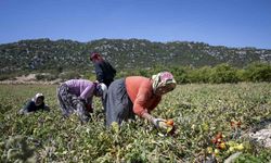 Mersin’de üreticiye yüzde 70 hibeli domates fidesi desteği