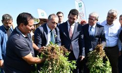 Osmaniye Fıstık Festivali’ne hazırlanıyor
