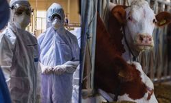 Bir kadında deli dana hastalığı tespit edildi