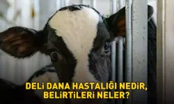 Deli dana hastalığı nedir, belirtileri neler? Deli dana hastalığı nasıl bulaşır?