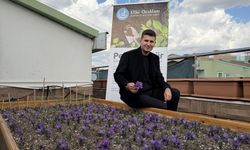 Ülkü Ocakları Genel Merkezi’nin Terasında Safran Hasadı