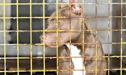 Yozgat’ta yasaklı ırk köpek besleyen kişiye 16 bin 634 lira ceza