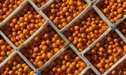 10 aylık mandalina ihracatı 375 milyon dolara yükseldi