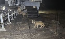 Afşin'de İşletme Sahasına Kurt İndi