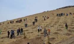 Afşin’de Milli Ağaçlandırma Günü’nde Fidan Dikimi Yapıldı