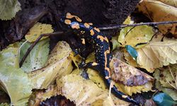 Adana'da nesli tehlike altındaki sarı benekli semender görüldü