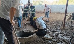 Altınözü ilçesinde kuyuya düşen ineği itfaiye çıkardı