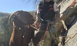 Antalya'da kayalıklarda mahsur kalan 3 keçi kurtarıldı