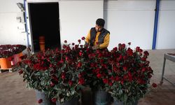 Antalyalı üretici yaylada kurduğu serada sebzeye alternatif gül yetiştiriyor