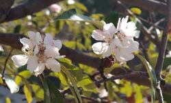 Burdur'da elma ağacı kasımda çiçek açtı