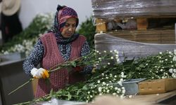 Çiçek ihracatında çeşitlilik arttı