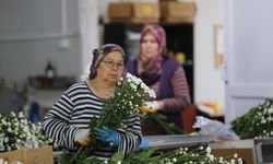 Çiçek sektörü ihracatta rekora koşuyor