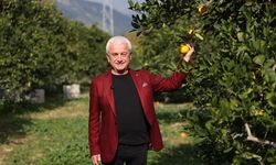 Coğrafi işaret tescilli Finike portakalına talep yoğun