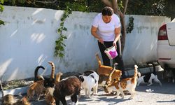 Depremzede kadın, sahipsiz kedilere kucak açtı