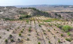 Emekli mühendis 156 dönümlük atıl araziyi fidanlarla yeşertti