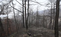 Hatay'da yanan ormanlar alevlere daha dayanıklı fidanlarla yeşillendirilecek