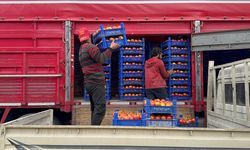 Isparta'nın Deregümü köyündeki domates seralarında hasat sezonu uzadı
