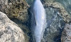 İzmir'de balıkçı ağlarına takılan yunus karaya vurdu