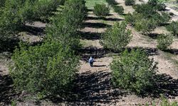 Kiraladığı çorak araziyi keçiboynuzuyla tarıma kazandırdı