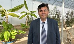 Kumluca'da tropikal meyve serasında kahve fidanı için deneme ekimi yapıldı