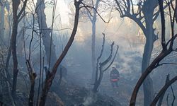 Mersin'de zirai alandan muz seralarına sıçrayan yangın söndürüldü
