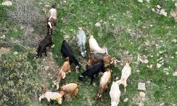 Osmaniye'de çobanın kaybolan 15 keçisi dron yardımıyla bulundu