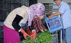 Antalya Ticaret Borsası Ekim ayı hal endeksi açıklandı