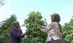 Mersin’de atalık tohumlar gelecek nesillere aktarılıyor