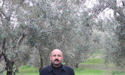 Mut’da bu yıl 120 bin ton zeytin rekoltesi bekleniyor