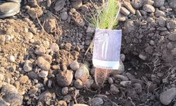 Öğretmenler, şehit ve depremde kaybedilen meslektaşları için fidan dikti