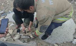 Rögarda mahsur kalan yavru köpeği itfaiye kurtardı