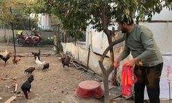 Sahibinin ’Yetiştirmek kolay değil’ dediği mavi yumurtlayan 5 tavuğu tişörtün içerisine koyarak çaldı