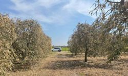 Yüreğir Ziraat Odası Başkanı Doğan: "Greyfurt üreticileri de destek programına alınmalı"