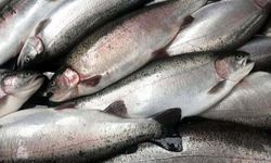 Artvin'den 67 ülkeye Türk somonu ihraç edildi