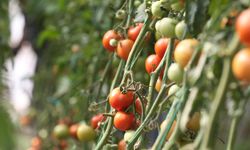 Destekler organik tarım üretimini artırdı