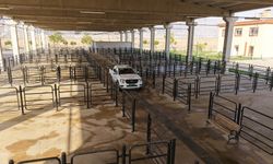 Büyükşehir’den Canlı Hayvan Pazarı’nda Halk Sağlığı İçin Kapsamlı Çalışma