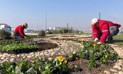 Büyükşehir Kavşakları 500 Bin Çiçekle Renklendiriyor