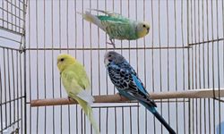 Petshoplarda Yaban Hayvanı Satışı İçin Ruhsat Şartı