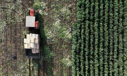 Tarım ÜFE ekimde aylık bazda yüzde 4 art