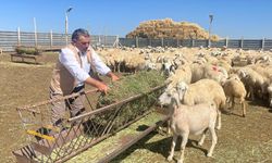 TİGEM 5 bin 150 küçükbaş hayvan satacak