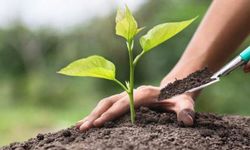 Yüzde 50 Hibeli Fidan Desteğinde Ek Başvurular Alınmaya Başladı