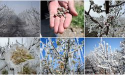 Zirai Dondan Etkilenen Üreticilere Destek Ödemesi Sürüyor