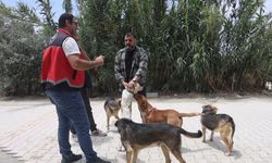 Adana’da 2025’te 3 bin 865 kedi ve 3 bin 577 köpeğe çip takıldı