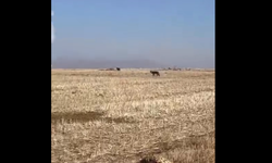 Afşin’de Kurt Sürüsü Çiftçinin Cep Telefonu Kamerasına Yansıdı