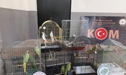 Antalya'da kaçakçılık ve organize suçlarla mücadele sürüyor