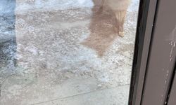 Ardahan'da bahçede yiyecek arayan tilki görüntülendi