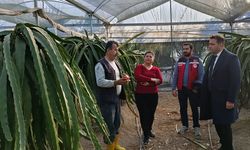 Defne İlçe Tarım ve Orman Müdürü Burak Oktay, ejder meyvesi serasını gezdi